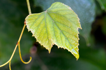 Veiny Autumnn Grape Leaf