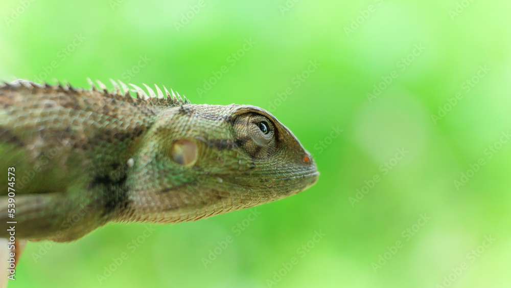Wall mural Close-up of bright green chameleon head isolated on blurred background - Wall murals