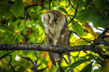 Barn owl on a tree