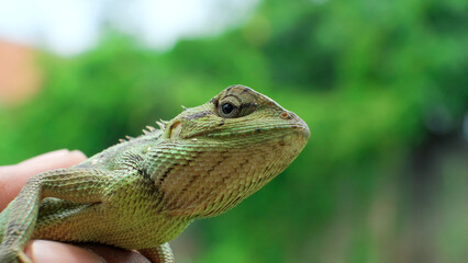 Close-up of a bright green chameleon in people's hands on a blurred background