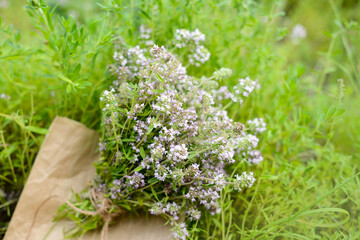 Thyme plant. Bouquet of thyme blossoming. Drying and Collection of medicinal plants and aromatic...