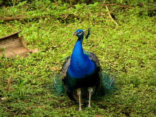 Peacock at the Trinidad Bird Sanctuary