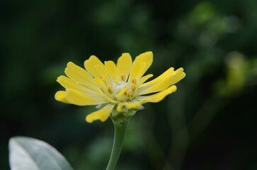 catch the beauty of flowers in the morning