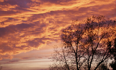 Fototapeta na wymiar sunset trees