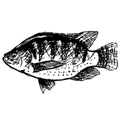 illustration of a fish