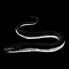 Obraz premium Eel hand drawing. Vector illustration isolated on black background.