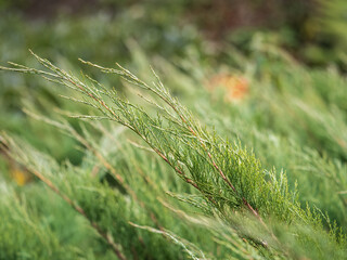 Fototapeta premium Bright green juniper branches illuminated by the sun. Juniper bush in autumn.