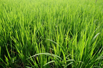 Young rice growing in the paddy field. Rice in the paddy field.
