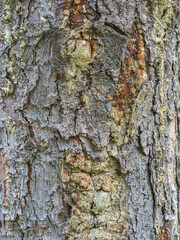 Bark texture and background of a old fir tree trunk. Detailed bark texture. Natural background