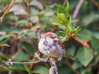 Sparrow sitting on a green branch in autumn. Sparrow with playful poise on branch in autumn or summer