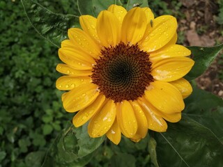 sunflower