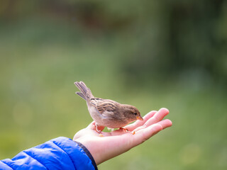 The boy feeds the birds with seeds from his hand. Sparrow eats seeds from the boy's hand