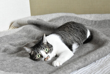＜ねこ＞リラックスするねこ