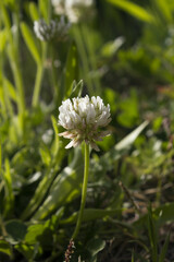 It is a White Clover flower in full bloom.