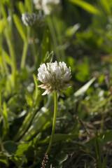 It is a White Clover flower in full bloom.