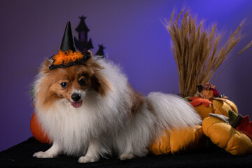 Spitz com fantasia de Halloween