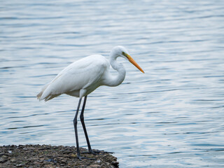 水辺の白い鷺