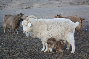 Obraz premium Mongolian goats in Chuun Bogd Uul, Gobi Desert, Umnugovi province, Mongolia. The cashmere goats have thick hair that protect them from the severely freezing weather in the country.