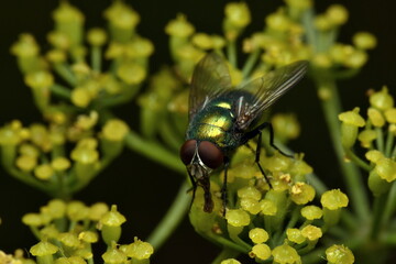fly on leaf