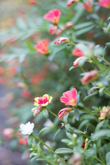 Colourful Common Purslane blooming in the garden on a sunny day. Natural riverside with soft focus blur, wallpaper blurred.