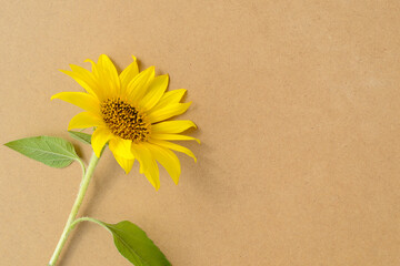 Beautiful sunflower on brown craft paper or cardboard background. Place for text