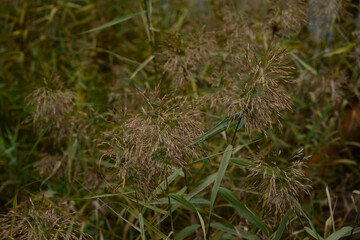 River reeds closeup. Pampas grass, soft focus, blurred background