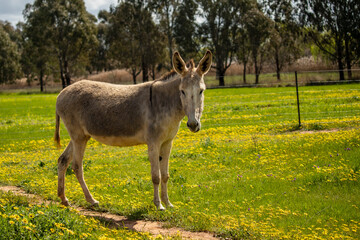 Naklejka na ściany i meble donkey in a field