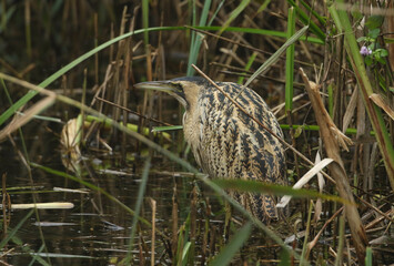 A rare hunting Bittern, Botaurus stellaris, searching for food in a reedbed at the edge of a lake.	