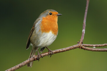 A pretty Robin, redbreast, Erithacus rubecula, perching on a branch of a tree in woodland.
