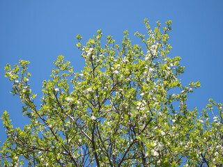 branches of a blossoming apple tree in spring
