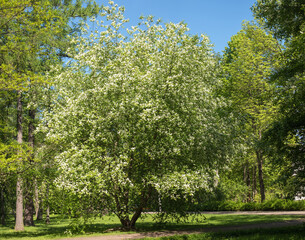 Fototapeta na wymiar white cherry blossom