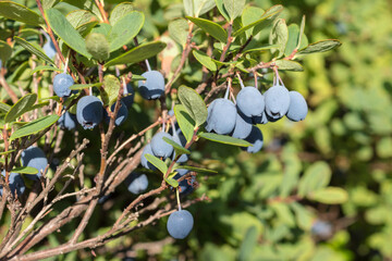 ripe blueberries on a bush