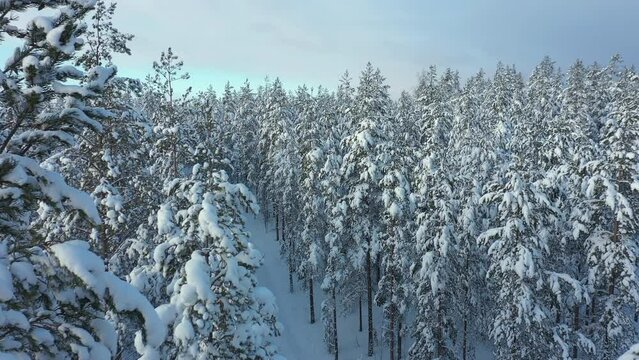 Closeup aerial shot of snowy tree tops on a sunny day in Finland showing the awesome wintertime nature. Aerial geology shot with the drone moving forward and sideways.