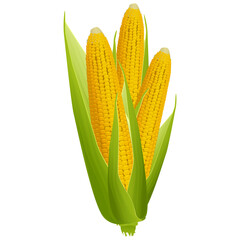 Three ripe corn cobs with golden grains and green leaves isolated on white background. Design element.