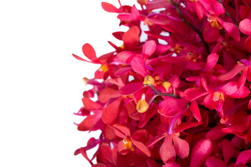 Fototapeta premium Red orchid on white background