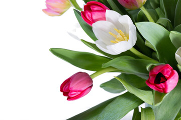 Red tulip on white background and copy space