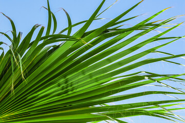 Palm leaf texture on blue sky background