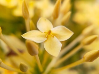 Obraz na płótnie Canvas close up of yellow flower