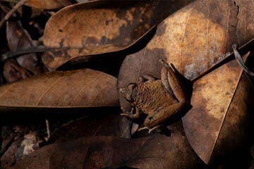 close up frog leaves in the rainforests of Thailand