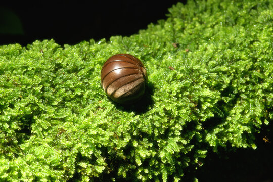 Macro-insects Glomerida in the rainforests of Thailand