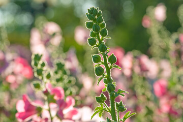 Hollyhock flowers in a park in Bangkok, Thailand