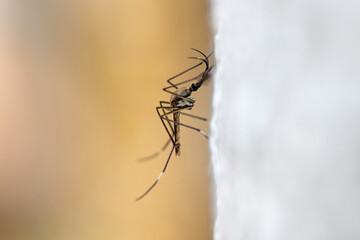 Closeup, a very large mosquito that clings to a tree.