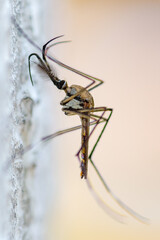 Closeup, a very large mosquito that clings to a tree.