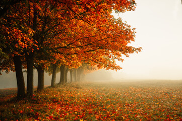 Autumn forest road leaves fall in ground landscape on autumnal background. Colorful foliage in the...