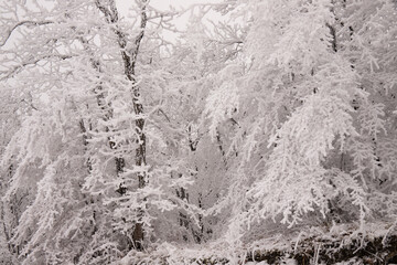 Naklejka premium Trees covered with white snow.