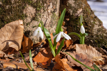 Beautiful snowdrops in the forest.