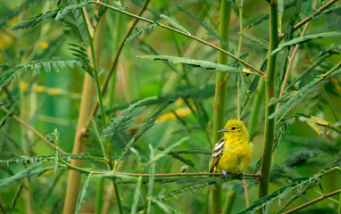 yellow Bird on a tree in garden, Asian Golden Weaver, Ploceus hypoxanthus, Cute Birds of Thailand