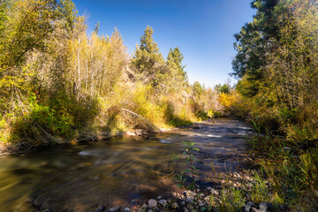Fall Color Leaves and Trees surrounding Whychus Creek in Oregon