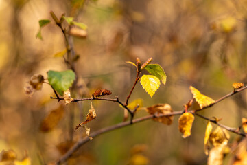 Fall Color Leaves and Trees in the forest in Central Oregon