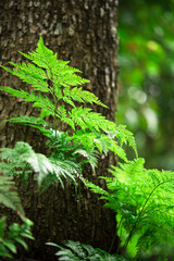 Ferrin that grows in a tree, Green fern in the garden